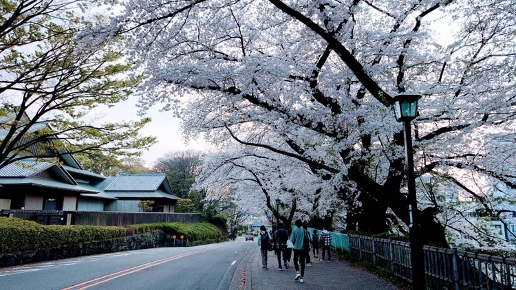 名古屋城の桜